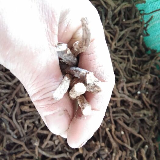 荆门蒲公英茶  蒲公英根