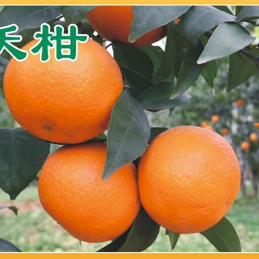 灵山县嫁接沃柑果树苗包邮广西柑橘树苗广西沃柑苗带叶发货