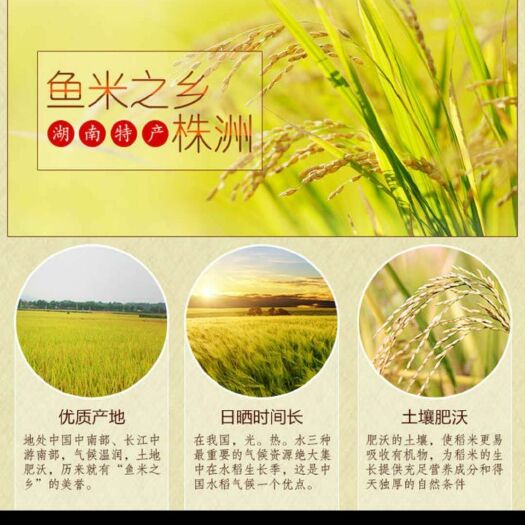 茶陵县长粒香大米 一等品 中稻 粳米 