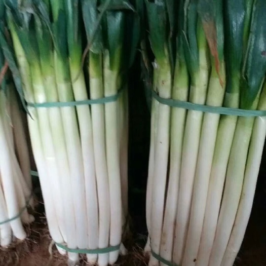 潍坊铁杆大葱 30~50cm 毛葱 