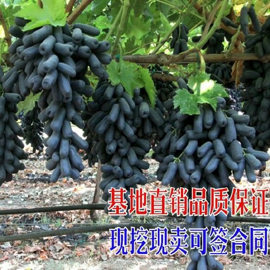 平邑县蓝宝石葡萄苗