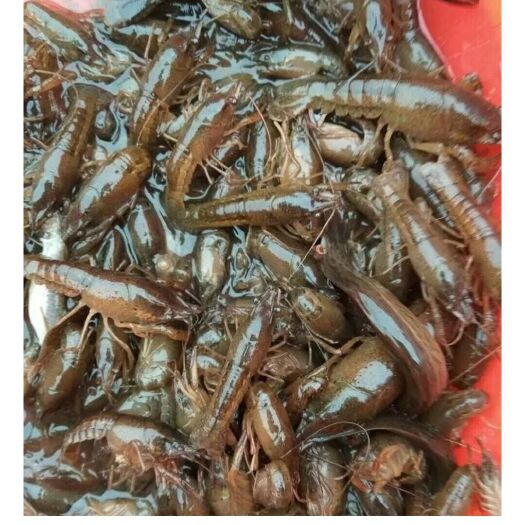 潜江小龙虾苗 