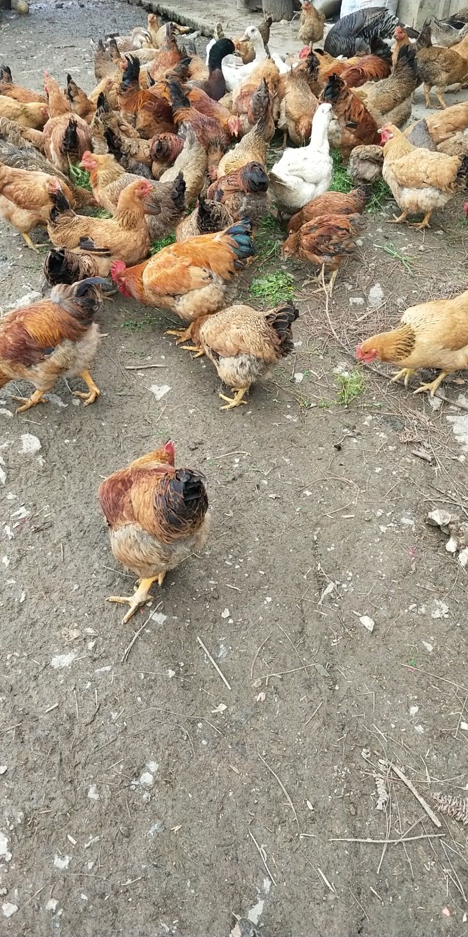  出售土鸡，鹅，火鸡，沙维鹌鹑20一只