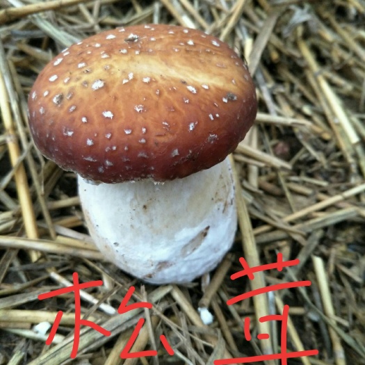 莒南县赤松茸 5cm-7cm 未开伞 鲜货 人工种植 