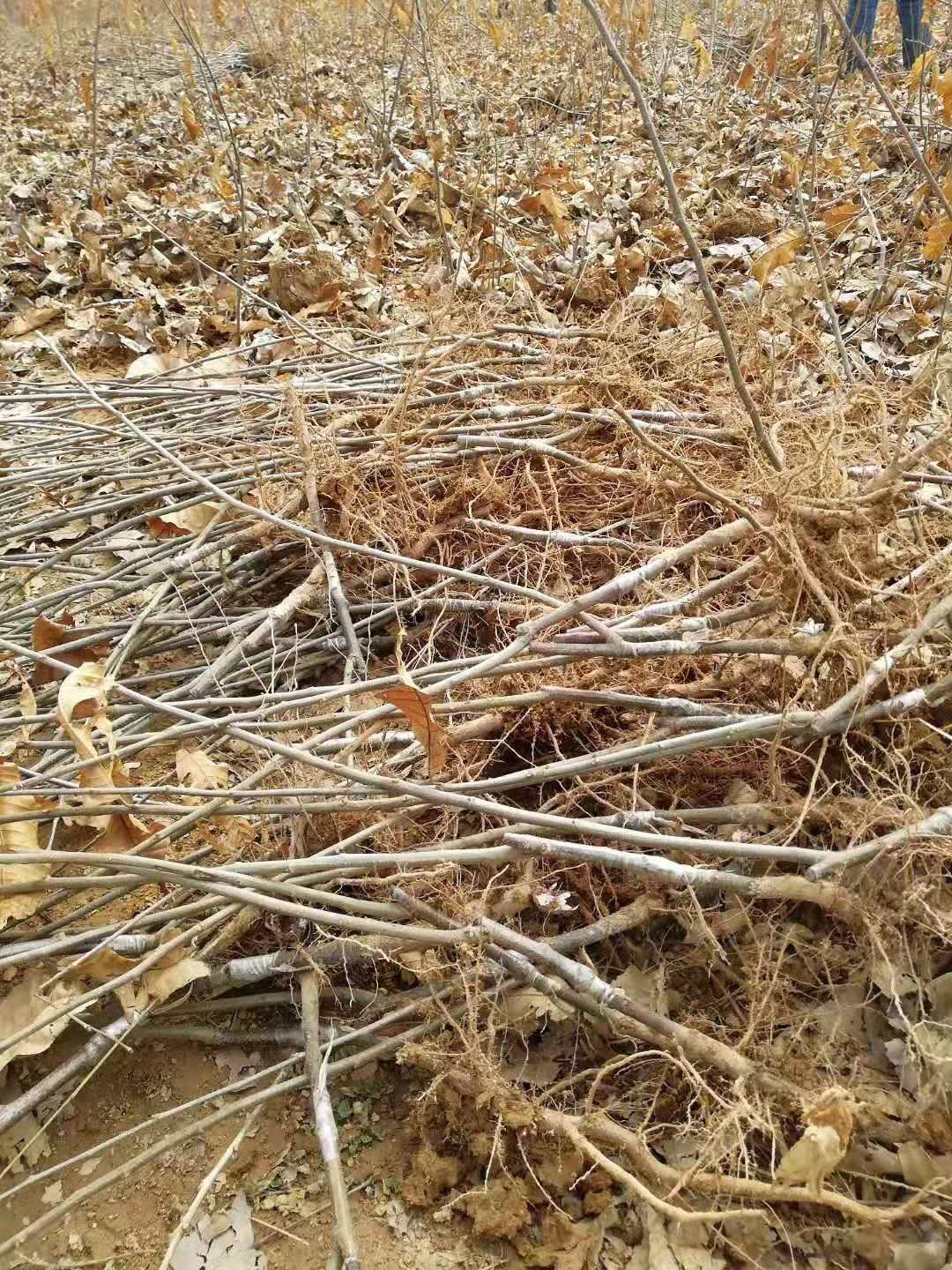 有机板栗 嫁接苗 1~1.5米 