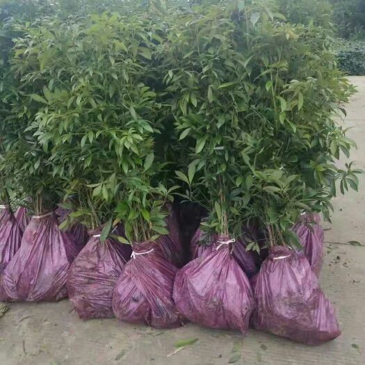 扬中市小叶桢楠 