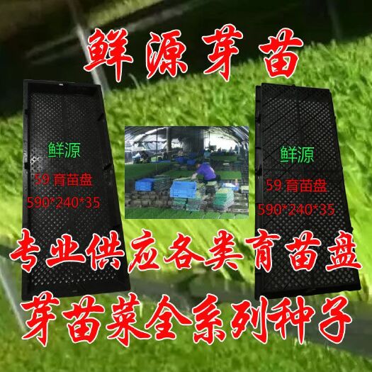 郴州豌豆苗