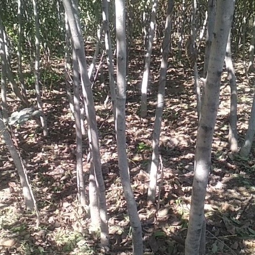 泰安薄皮核桃苗 