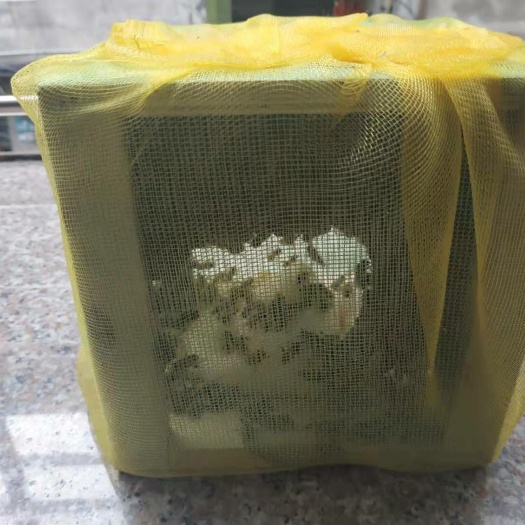 南安市中华蜜蜂 