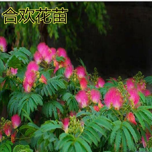 新沂市银叶金合欢苗  60到一米包活