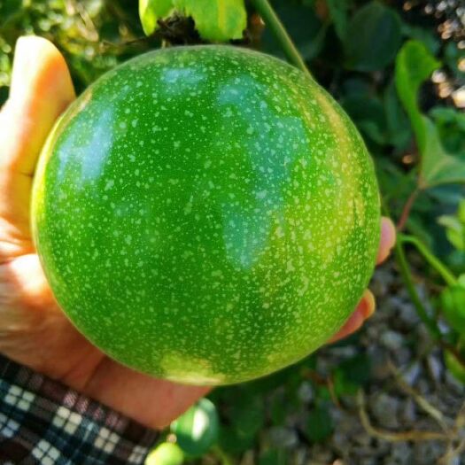 灵山县巨无霸百香果苗