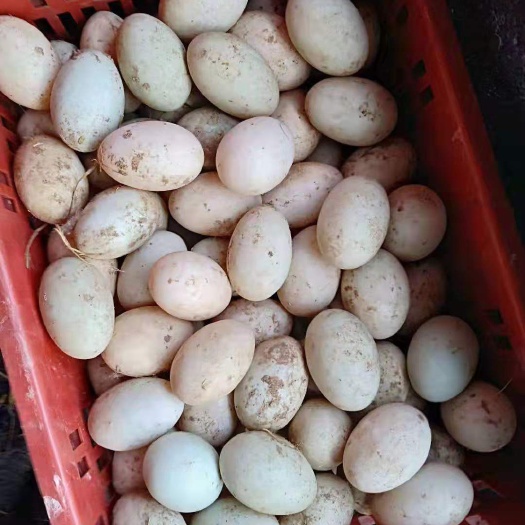 凤阳县金定鸭蛋 箱装 食用