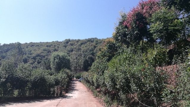 西峡县果园 转让 30~50年 500~1000亩