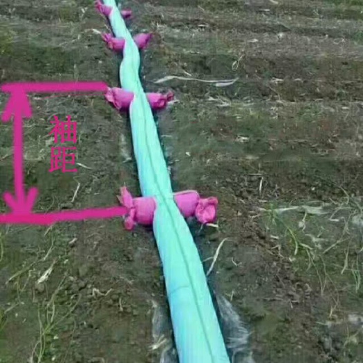 郓城县布水带 