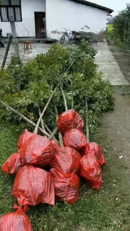 扬中市小叶桢楠 