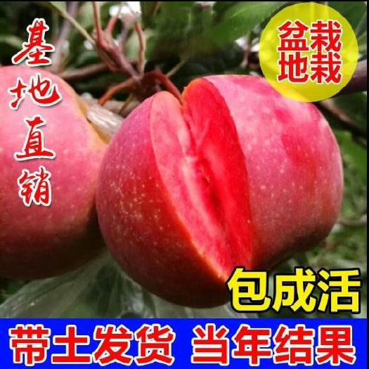 平邑县红肉苹果树苗 1~1.5米