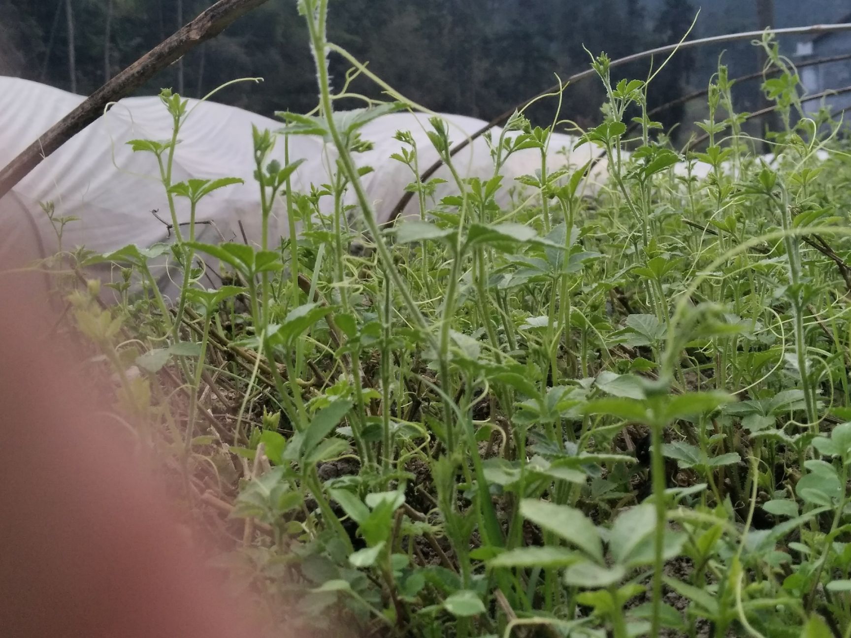 绞股蓝茶 一级 散装