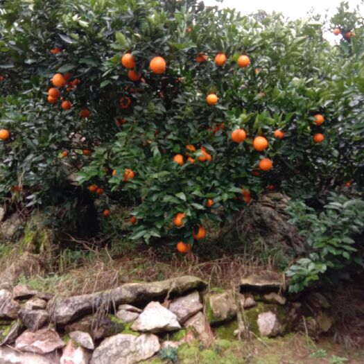 阳朔县夏橙柑  广西阳朔夏橙，有福乐斯特，大叶桂夏，桂夏口感酸甜