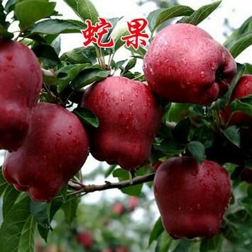 平邑县蛇果苹果苗 1~1.5米
