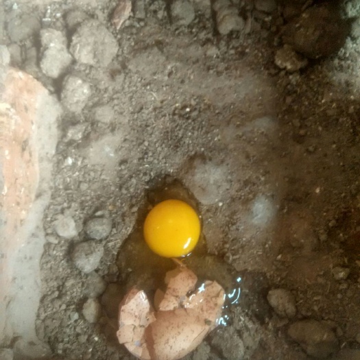 平凉土鸡蛋 食用 散装 