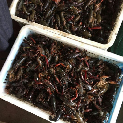 金湖县清水小龙虾 4-6钱 人工养殖 