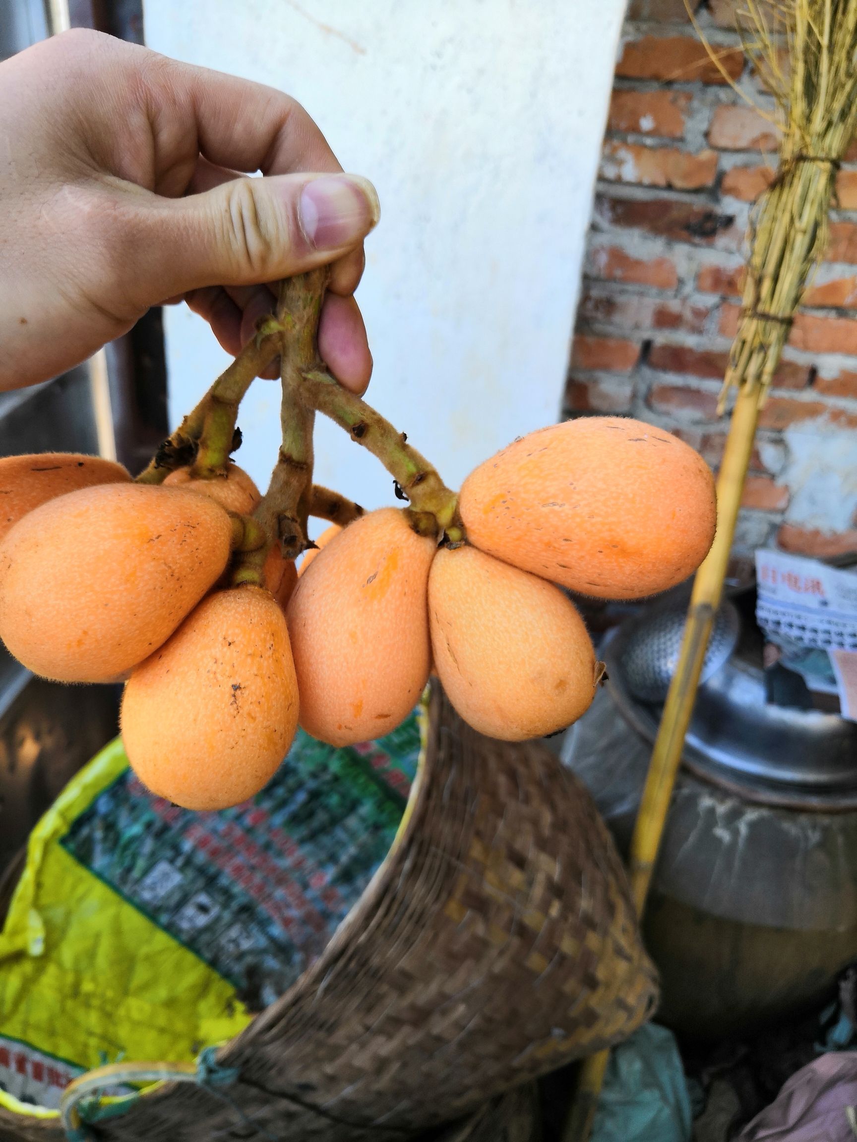 解放钟枇杷 0.7 - 1两