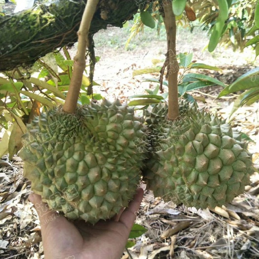 灵山县金枕榴莲苗