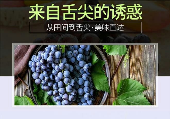 平邑县夏黑葡萄苗