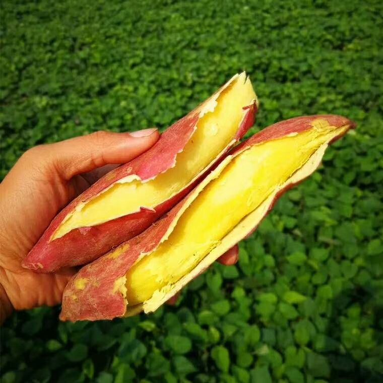 秦薯5号红薯苗  脱毒红薯苗