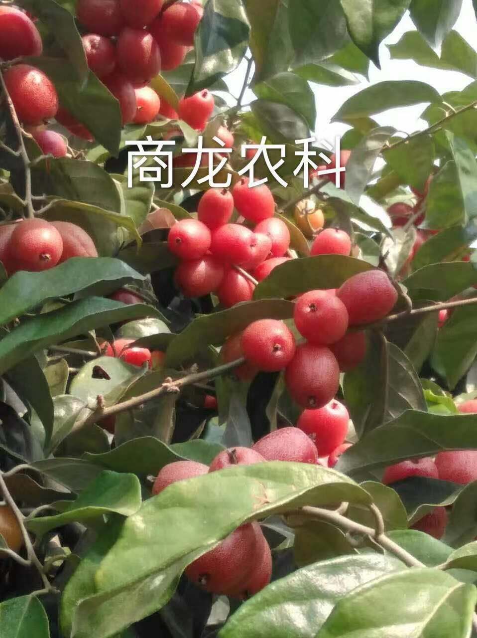 羊奶果苗