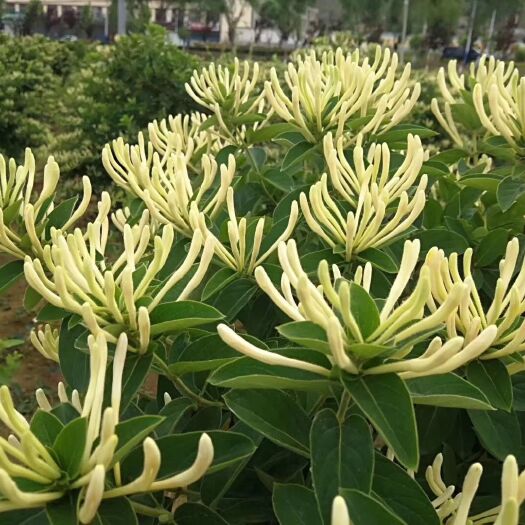 单县北花一号 亩产量过万不是梦