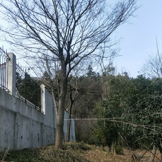 滁州 朴树