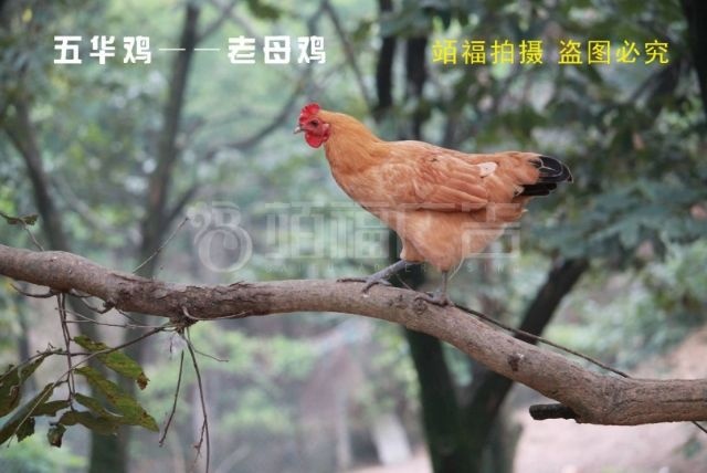 芜湖土鸡 3-4斤 母 