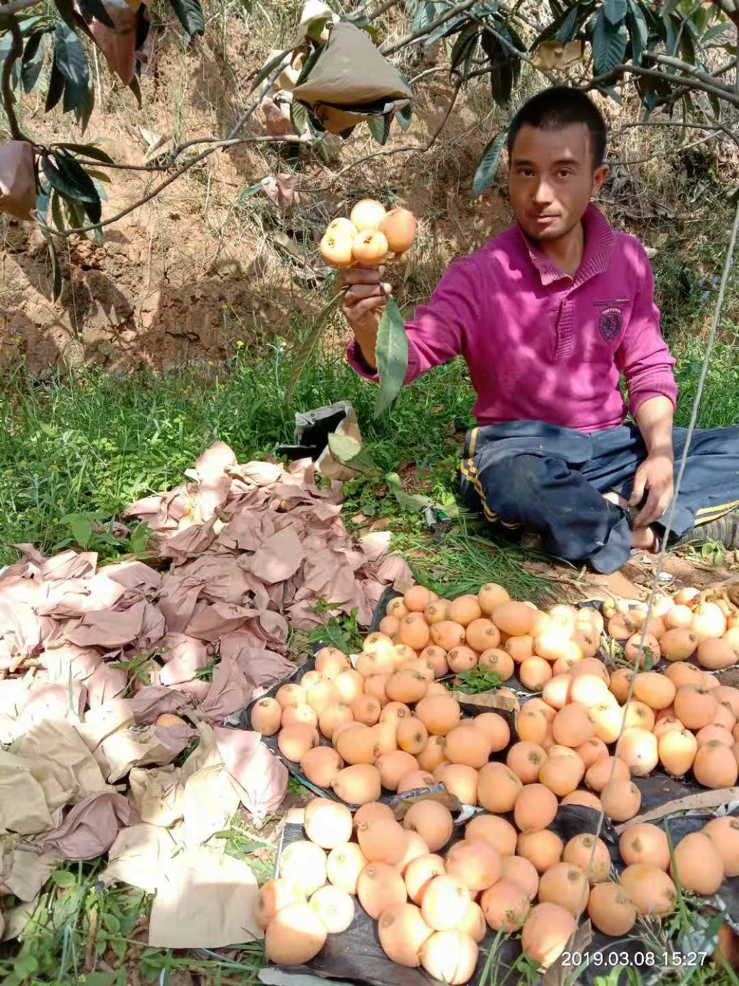 大五星枇杷 0.7 - 1两 