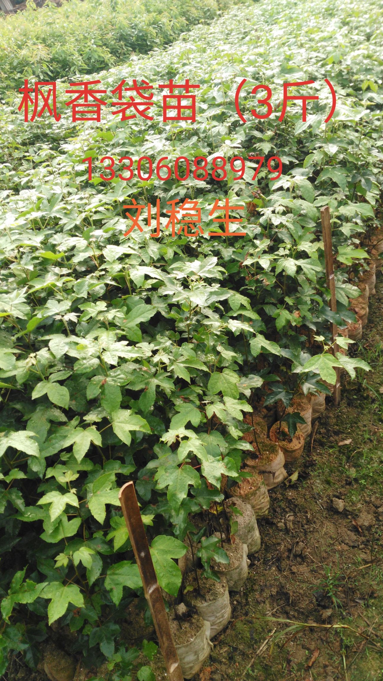 木荷种子 木荷袋苗髙度1米，重2.5斤，地径0.8