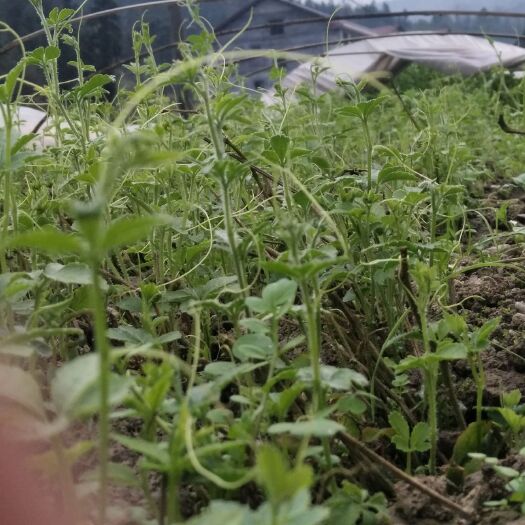 成都绞股蓝茶 一级 散装