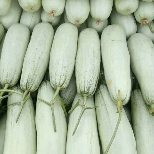 莘县羊角蜜甜瓜  羊角脆甜瓜 0.5斤以上