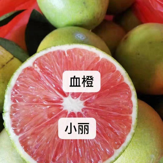 灵山县血橙苗 血橙