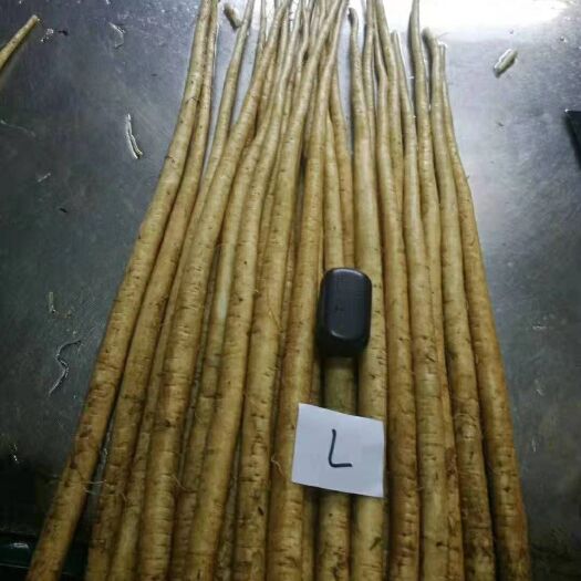 兰陵县牛蒡 