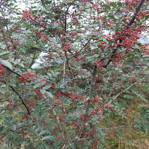 汉源县汉源花椒（贡椒） 特级 干花椒  汉源花椒历史悠久，唐代列为贡品，故名“贡椒”。以其色泽丹红，