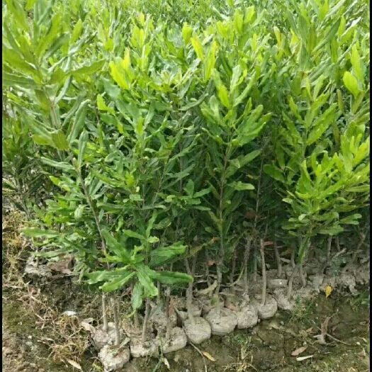 双江县坚果树苗 0.5~1米