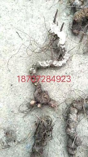 郧西县苍术种子 朱砂点儿