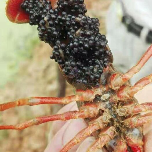 沭阳县龙虾苗 
