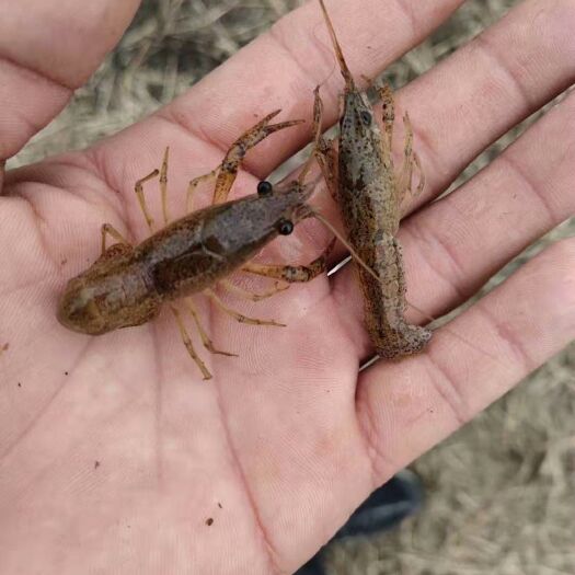 沭阳县小龙虾苗 