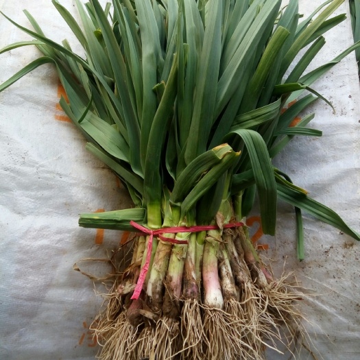 丰县红根蒜苗 40 - 45cm 