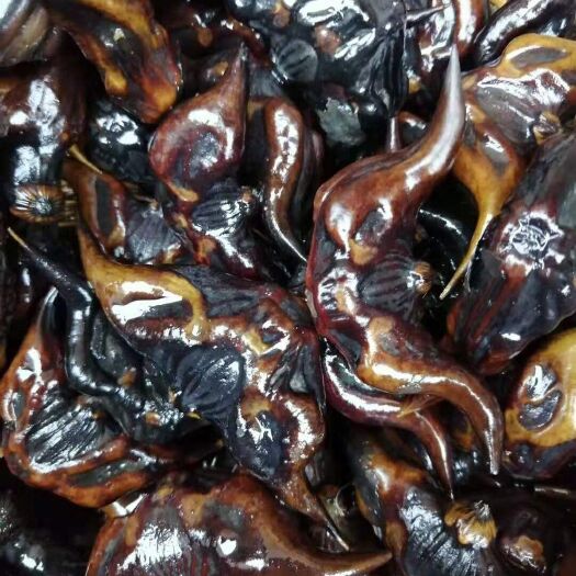 沭阳县两角活水菱 两角菱 