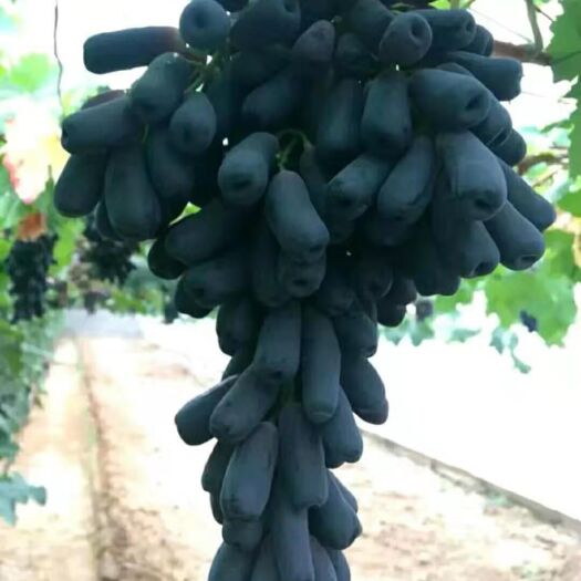 平邑县蓝宝石葡萄苗 