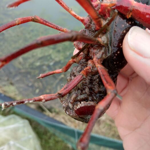 安福县清水小龙虾 5-7钱 人工养殖 