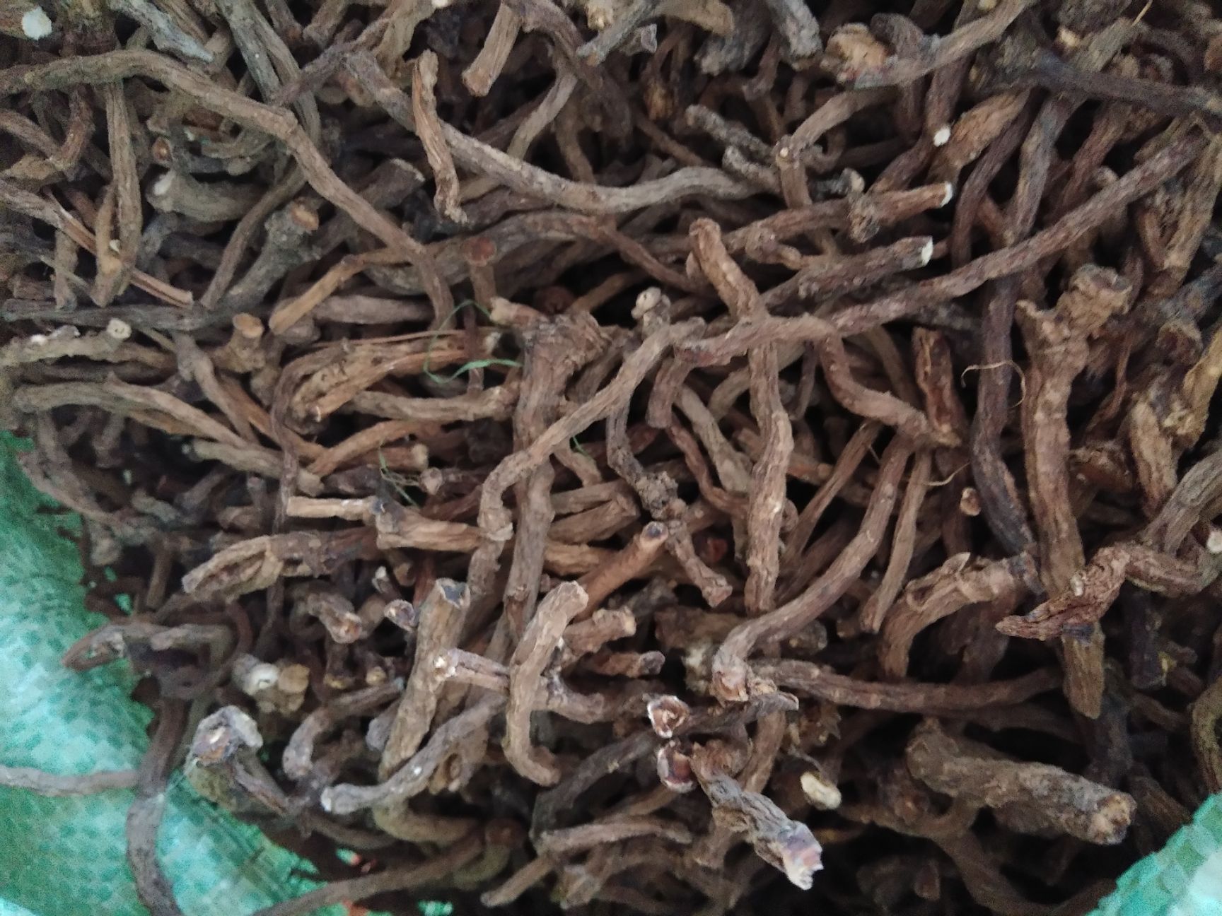 蒲公英茶  蒲公英根