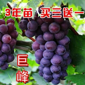 平邑县巨峰葡萄苗
